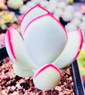 Tohum Dünyam 10 Adet Cotyledon orbiculata Succulent Tohumu thumbnail 1