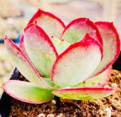 Tohum Dünyam 10 Adet Cotyledon orbiculata Succulent Tohumu thumbnail 3