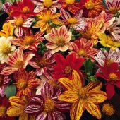 Tohum Dünyam 20 Adet EARLY BIRD DAHLIA Mixed Colors Flower Tohumu - 1