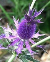 Tohum Dünyam 5 Adet Purple Sheen Sea Holly Tohumu - 1