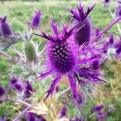 Tohum Dünyam 5 Adet Purple Sheen Sea Holly Tohumu - 2