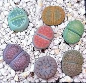 Tohum Dünyam 20 Adet Lithops Mix Tohumu - 1