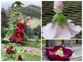 Tohum Dünyam 5 Adet Mixed Color Hollyhock Tohumu - 1