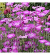 Tohum Dünyam 5 Adet Lilac Rosea Agrostemma Githago Barberry Tohumu - 1