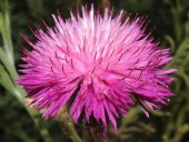 Tohum Dünyam 10 Adet Natural Centaurea Royal Pink Tohumu - 1