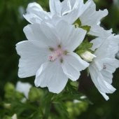 Tohum Dünyam 5 Adet Hollyhock (Malva Moschata White) Tohumu - 2