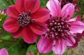 Tohum Dünyam 20 Adet EARLY BIRD DAHLIA Mixed Colors Flower Tohumu - 2
