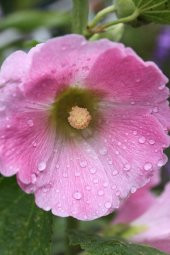 Tohum Dünyam 5 Adet Mixed Color Hollyhock Tohumu - 2