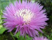 Tohum Dünyam 10 Adet Natural Centaurea Royal Pink Tohumu - 3