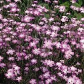 Tohum Dünyam 5 Adet Lilac Rosea Agrostemma Githago Barberry Tohumu - 3