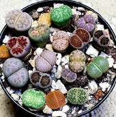 Tohum Dünyam 20 Adet Lithops Mix Tohumu - 3