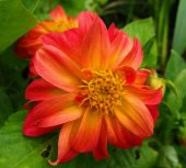 Tohum Dünyam 20 Adet EARLY BIRD DAHLIA Mixed Colors Flower Tohumu - 3