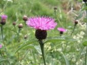 Tohum Dünyam 10 Adet Natural Centaurea Royal Pink Tohumu - 4