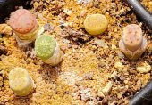 Tohum Dünyam 20 Adet Lithops Mix Tohumu - 4