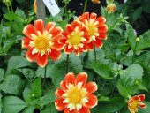 Tohum Dünyam 20 Adet EARLY BIRD DAHLIA Mixed Colors Flower Tohumu - 4