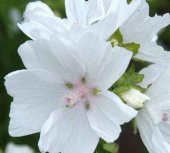 Tohum Dünyam 5 Adet Hollyhock (Malva Moschata White) Tohumu - 3