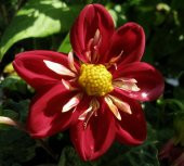 Tohum Dünyam 20 Adet EARLY BIRD DAHLIA Mixed Colors Flower Tohumu - 5