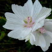 Tohum Dünyam 5 Adet Hollyhock (Malva Moschata White) Tohumu - 4