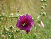 Tohum Dünyam 5 Adet Mixed Color Hollyhock Tohumu - 3