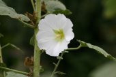 Tohum Dünyam 5 Adet Mixed Color Hollyhock Tohumu - 5