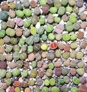 Tohum Dünyam 20 Adet Lithops Mix Tohumu - 2