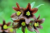 Tohum Dünyam 10 Adet CHOCOLATE LILY Black Kamchatka Brown Tohumu - 1