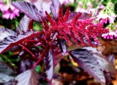 Tohum Dünyam 5 Adet Red Spike Amaranth Cut Tohumu - 1
