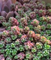Tohum Dünyam 10 Adet Sedum Dasyphyllum Succulent Tohumu - 1