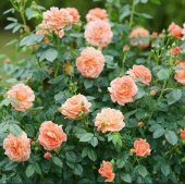 Tohum Dünyam 5 Adet Orange Rose Gül Tohumu - 3
