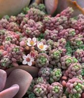Tohum Dünyam 10 Adet Sedum Dasyphyllum Succulent Tohumu - 2