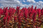Tohum Dünyam 5 Adet Red Spike Amaranth Cut Tohumu - 2
