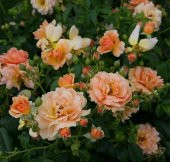 Tohum Dünyam 5 Adet Orange Rose Gül Tohumu - 1