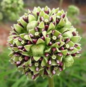 Tohum Dünyam 10 Adet Antelope Horn Milkweed Tohumu thumbnail 2