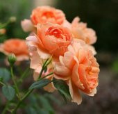 Tohum Dünyam 5 Adet Orange Rose Gül Tohumu - 2
