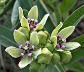 Tohum Dünyam 10 Adet Antelope Horn Milkweed Tohumu thumbnail 3
