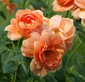 Tohum Dünyam 5 Adet Orange Rose Gül Tohumu - 4