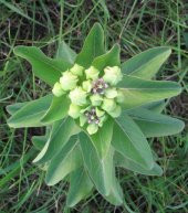 Tohum Dünyam 10 Adet Antelope Horn Milkweed Tohumu thumbnail 4