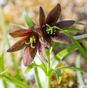 Tohum Dünyam 10 Adet CHOCOLATE LILY Black Kamchatka Brown Tohumu - 4