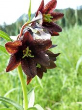 Tohum Dünyam 10 Adet CHOCOLATE LILY Black Kamchatka Brown Tohumu - 5