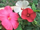 Tohum Dünyam 10 Adet MIXED LUNA HIBISCUS Tohumu thumbnail 2