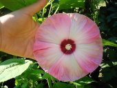 Tohum Dünyam 10 Adet MIXED LUNA HIBISCUS Tohumu thumbnail 6