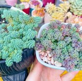 Tohum Dünyam 10 Adet Sedum Dasyphyllum Succulent Tohumu - 3