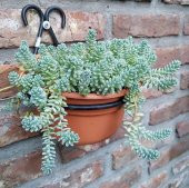 Tohum Dünyam 10 Adet Sedum Dasyphyllum Succulent Tohumu - 4