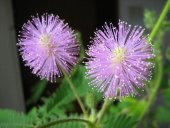 Tohum Dünyam 10 Adet MIMOSA / SENSITIVE PLANT / Touch Me Not Tohumu - 1