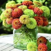 Tohum Dünyam 10 Adet Zinnia Elegans Tohumu - 1