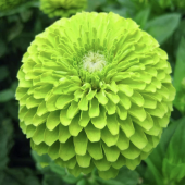 Tohum Dünyam 10 Adet Zinnia Elegans Tohumu - 2