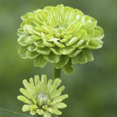 Tohum Dünyam 10 Adet Zinnia Elegans Tohumu - 3
