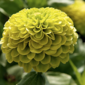 Tohum Dünyam 10 Adet Zinnia Elegans Tohumu - 4