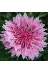 Tohum Dünyam Centaurea Cyanus Pink Çiçek Tohumu - 1