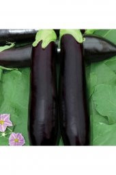 Tohum Dünyam Kemer Patlıcan Tohumu - 1